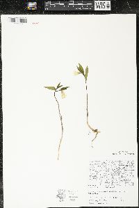 Uvularia sessilifolia image