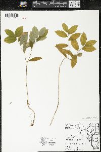 Uvularia sessilifolia image