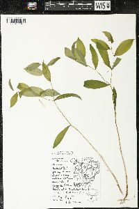Uvularia sessilifolia image