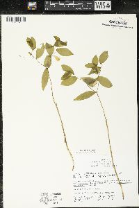 Uvularia sessilifolia image