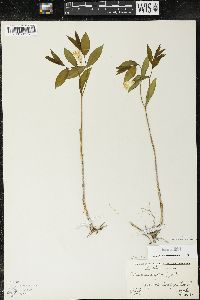 Uvularia sessilifolia image