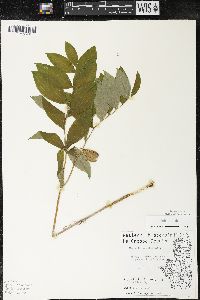 Uvularia sessilifolia image