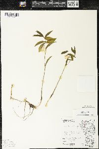 Uvularia sessilifolia image