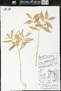 Uvularia sessilifolia image