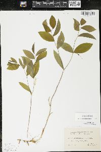 Uvularia sessilifolia image