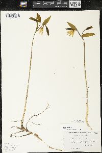 Uvularia sessilifolia image