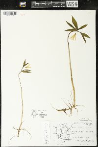 Uvularia sessilifolia image