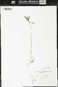 Uvularia sessilifolia image