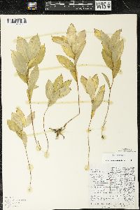 Uvularia sessilifolia image
