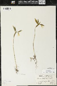 Uvularia sessilifolia image
