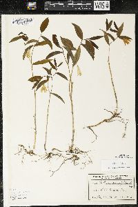 Uvularia sessilifolia image
