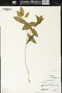 Uvularia sessilifolia image