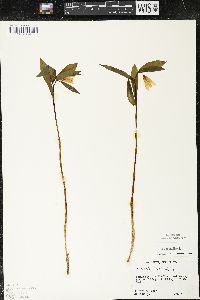Uvularia sessilifolia image