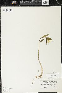 Uvularia sessilifolia image