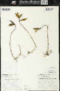 Uvularia sessilifolia image