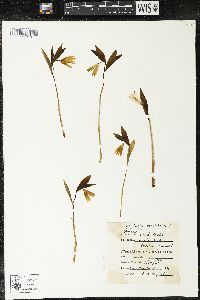 Uvularia sessilifolia image
