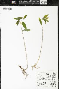 Uvularia sessilifolia image