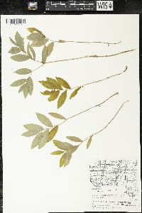 Uvularia sessilifolia image