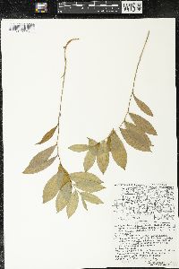 Uvularia sessilifolia image