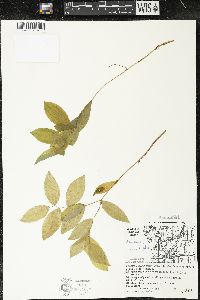 Uvularia sessilifolia image