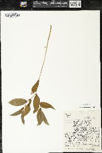Uvularia sessilifolia image