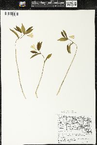 Uvularia sessilifolia image