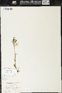 Uvularia sessilifolia image