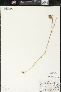 Uvularia sessilifolia image