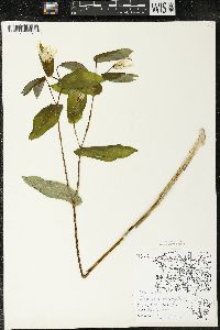 Uvularia grandiflora image