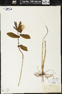 Uvularia grandiflora image
