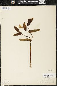 Uvularia grandiflora image