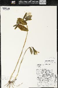 Uvularia grandiflora image