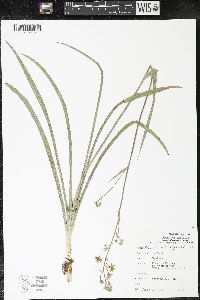 Zigadenus elegans subsp. glaucus image