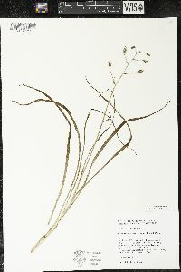 Zigadenus elegans subsp. glaucus image