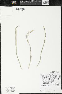 Zigadenus elegans subsp. glaucus image