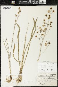 Zigadenus elegans subsp. glaucus image