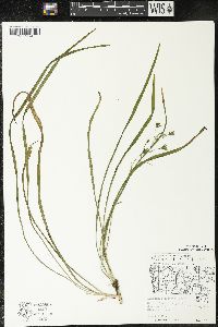 Zigadenus elegans subsp. glaucus image