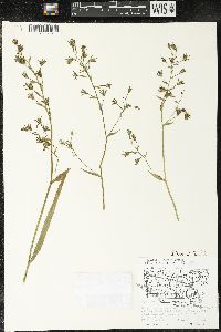 Zigadenus elegans subsp. glaucus image