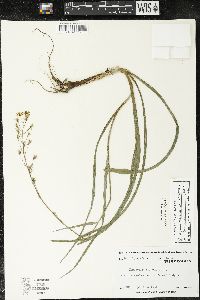 Zigadenus elegans subsp. glaucus image