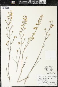 Zigadenus elegans subsp. glaucus image