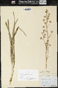 Zigadenus elegans subsp. glaucus image