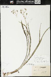 Zigadenus elegans subsp. glaucus image