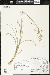 Zigadenus elegans subsp. glaucus image