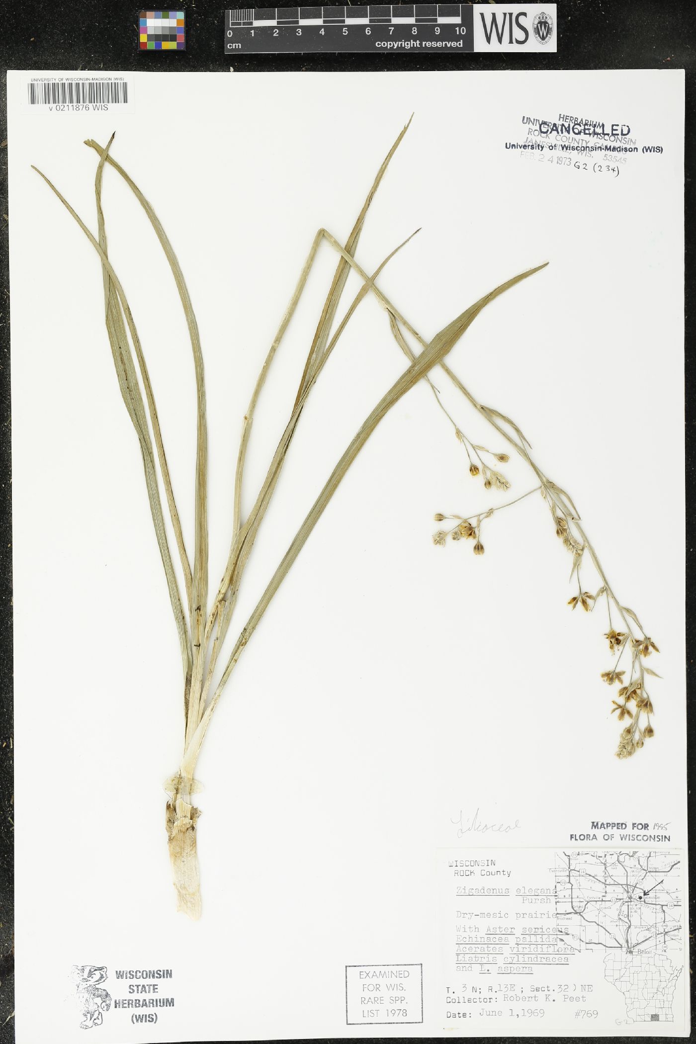 Zigadenus elegans subsp. glaucus image