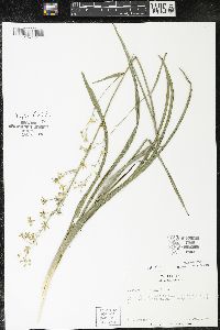 Zigadenus elegans subsp. glaucus image