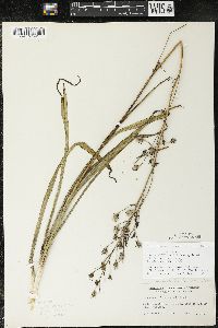 Zigadenus elegans subsp. glaucus image