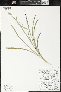 Zigadenus elegans subsp. glaucus image