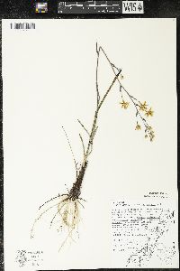 Zigadenus elegans subsp. glaucus image