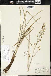 Zigadenus elegans subsp. glaucus image