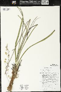 Zigadenus elegans subsp. glaucus image